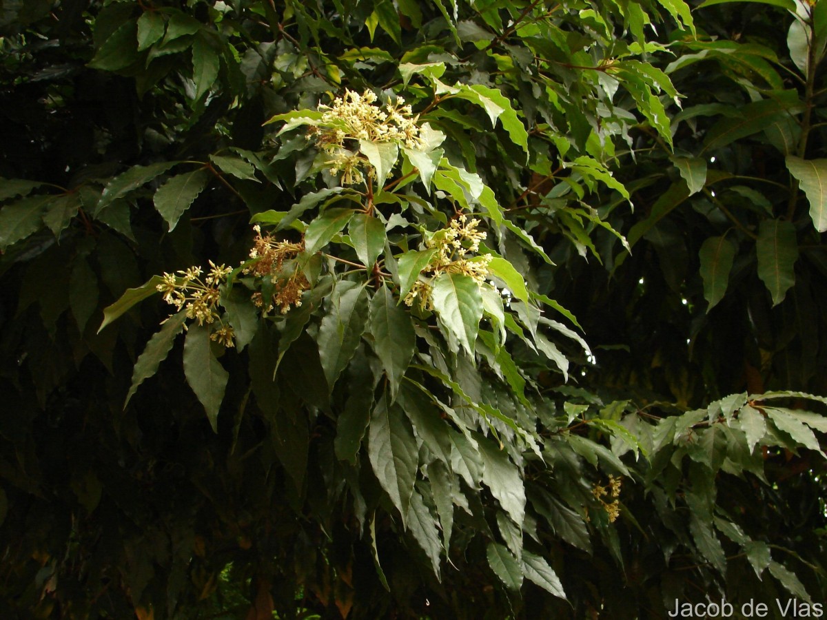 Pittosporum ferrugineum W.T.Aiton